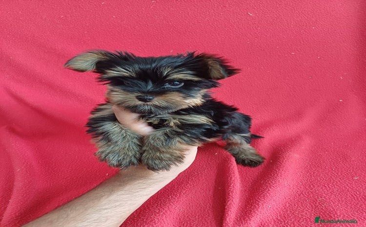 Yorkshire Terrier perros - Propaganda 2