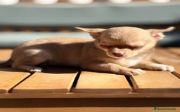 Chihuahua perros en venta: Chihuahua Toy Rusos - Imagen 9