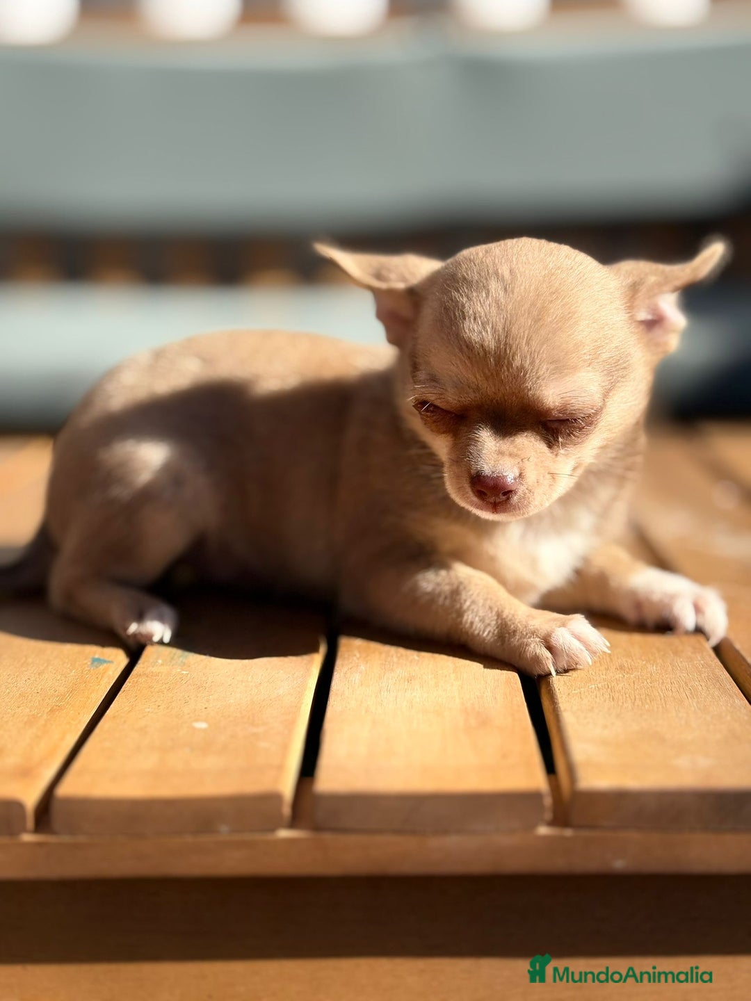 Chihuahua perros en venta: Chihuahua Toy Rusos - Imagen 9