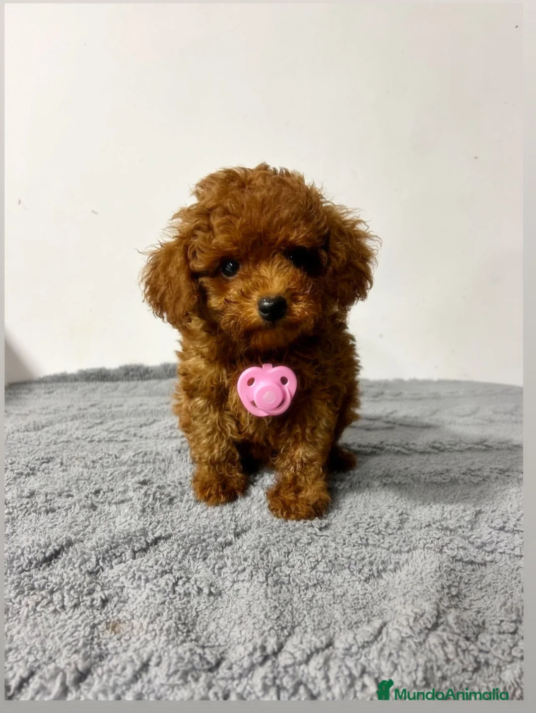 Caniche Toy perros en venta: Caniche toy  - Anuncio 1