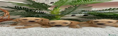 Labrador Retriever 4