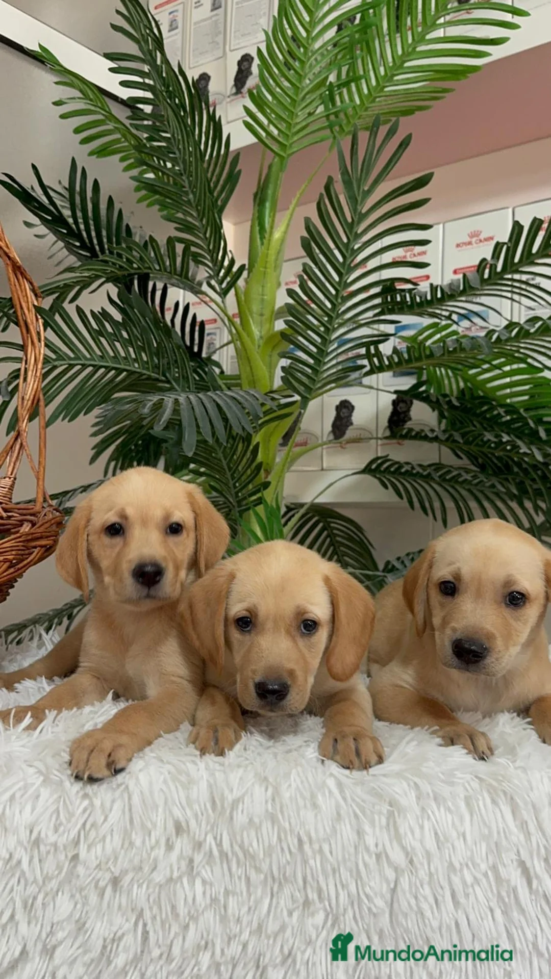 Labrador Retriever perros en venta: LABRADOR RETIREVER - Anuncio 24