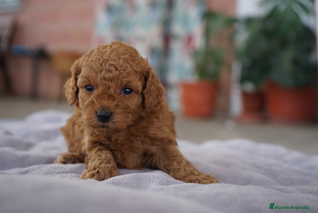 Caniche Toy perros en venta: 🐾 Atom – Caniche Toy rojo ❤️ - Imagen 5