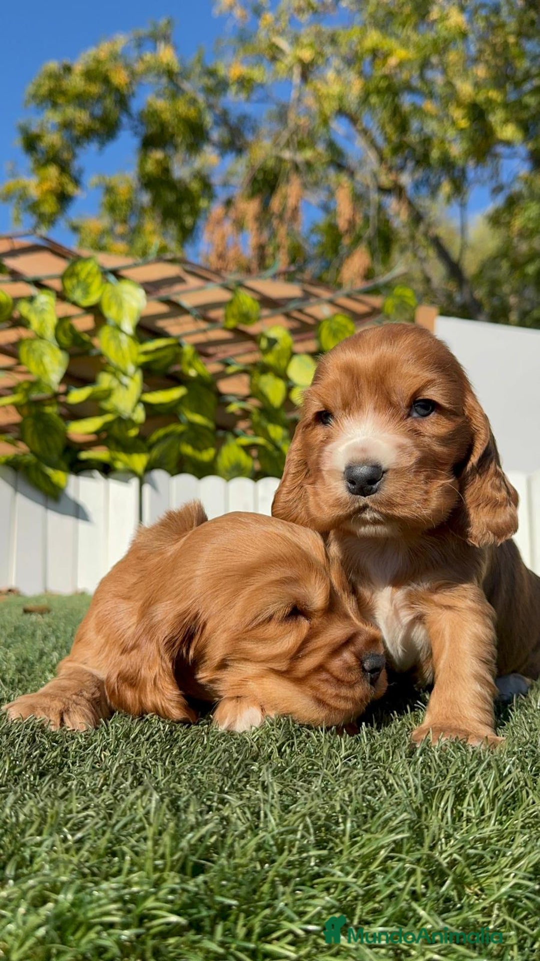 Cocker Spaniel Inglés perros en venta: COCKER SPANIEL INGLES - Anuncio 18