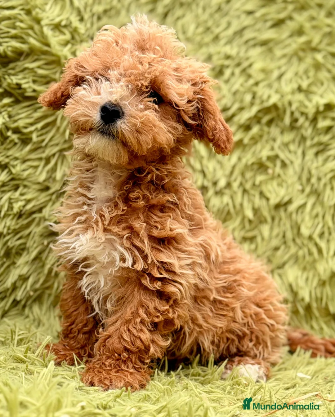 Maltipoo perros en venta: Maltipoo Toy Apricot  - Anuncio 2
