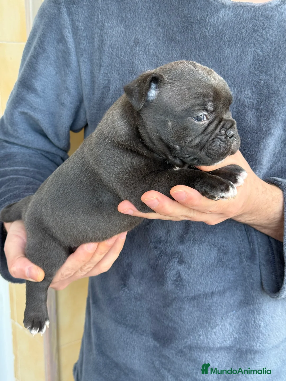 American Bully perros en venta: American Bully  - Anuncio 2
