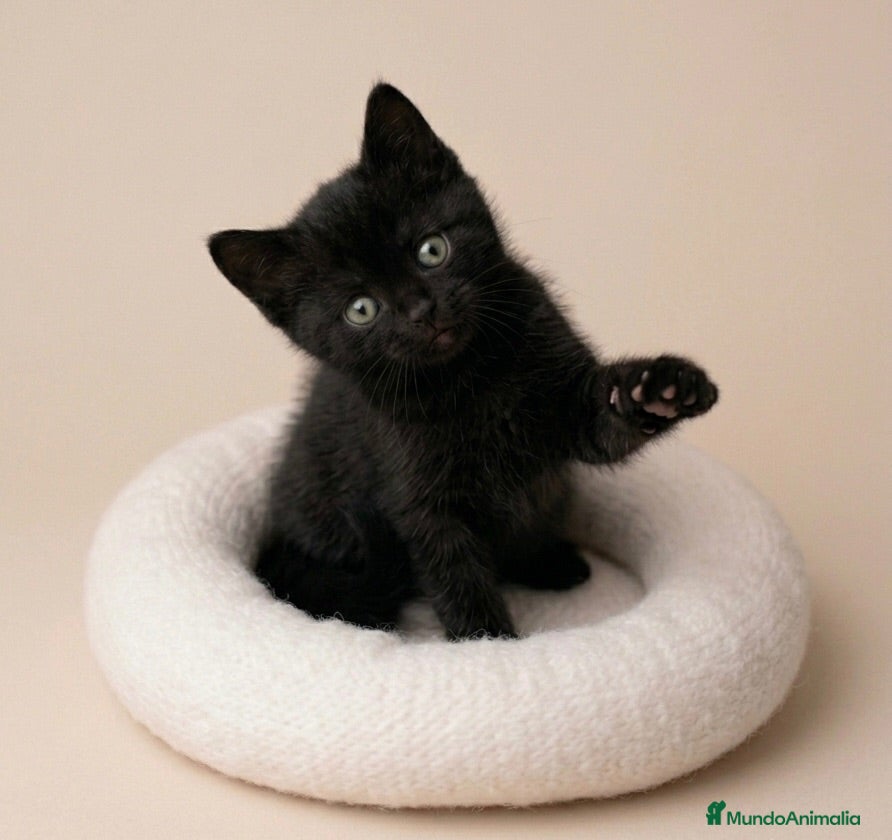 Británico de Pelo Corto gatos MACHITO NEGRO BRITISH SHORTHAIR  - Anuncio 5