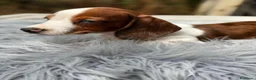 Teckel Miniatura perros en venta: TECKEL PIEBALD - Anuncio 3
