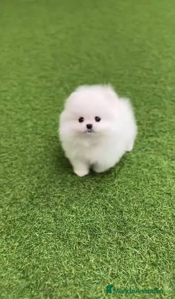 Pomerania perros Lulu de pomeranias Toy disponibles  - Anuncio 3
