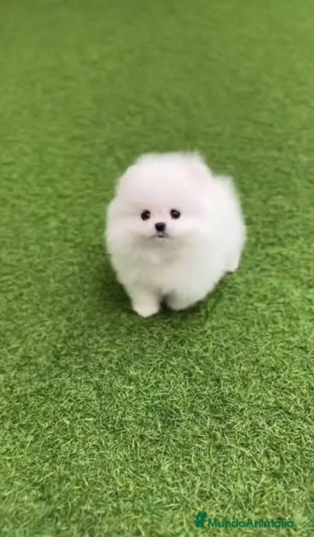 Pomerania perros en venta: Lulu de pomeranias Toy disponibles  - Anuncio 1