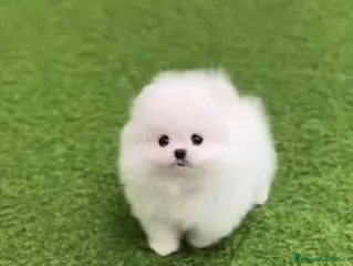 Pomerania perros Lulu de pomeranias Toy disponibles - Anuncio 3