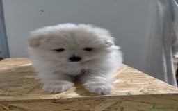 Pomerania perros en venta: Cachorritos de pomerania  - Imagen 1