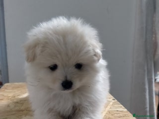 Pomerania perros - Anuncio 1