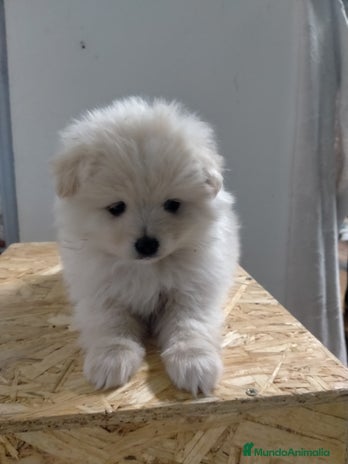 Pomerania perros - Anuncio 1