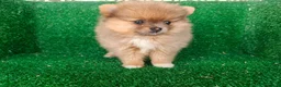 Pomerania perros en venta: pomerania - Anuncio 11