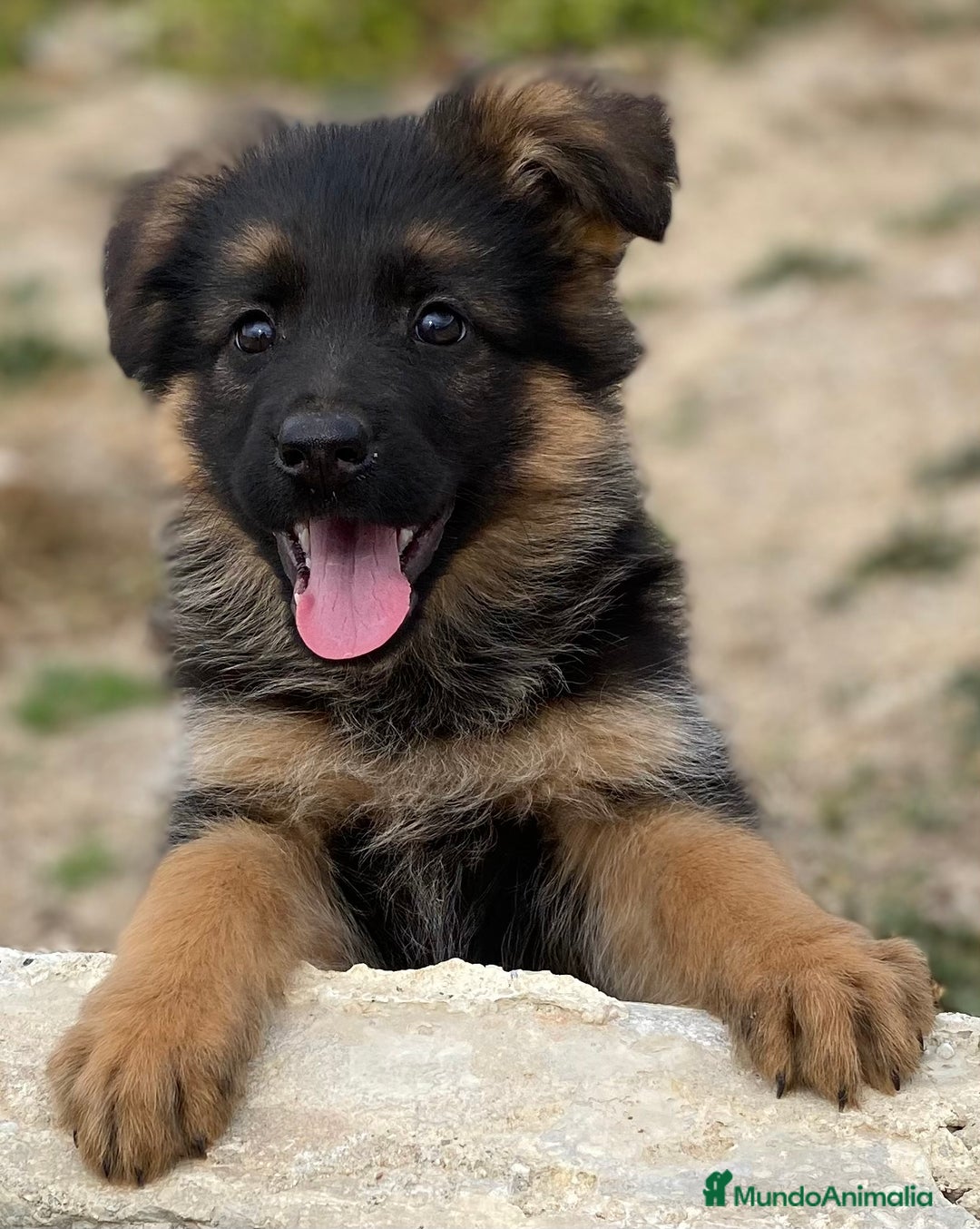 Pastor Alemán perros en venta: Cachorros de pastor alemán  en Salamanca - Imagen 30