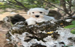 Schnauzer Miniatura perros en venta: Schnauzer BLANCO  - Imagen 6