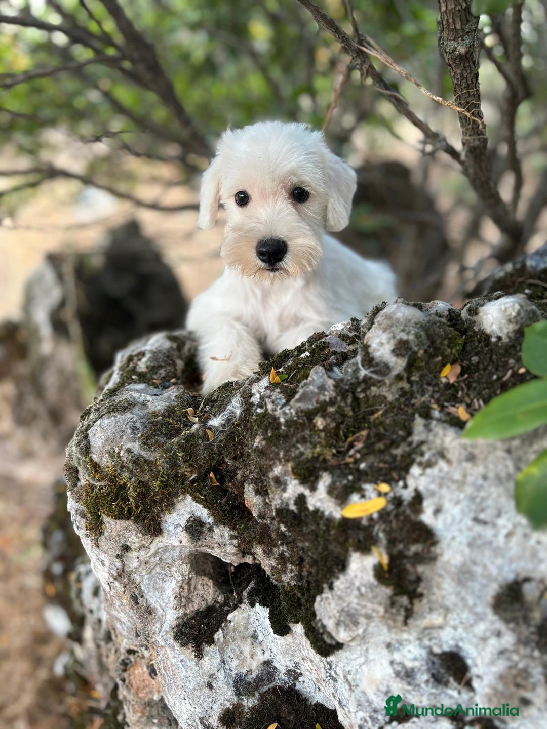 Schnauzer Miniatura perros en venta: Schnauzer BLANCO  - Imagen 6