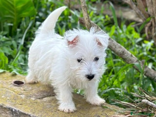 West Highland White Terrier perros en Barcelona - Anuncio 5