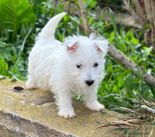 West Highland White Terrier perros en Barcelona - Anuncio 5