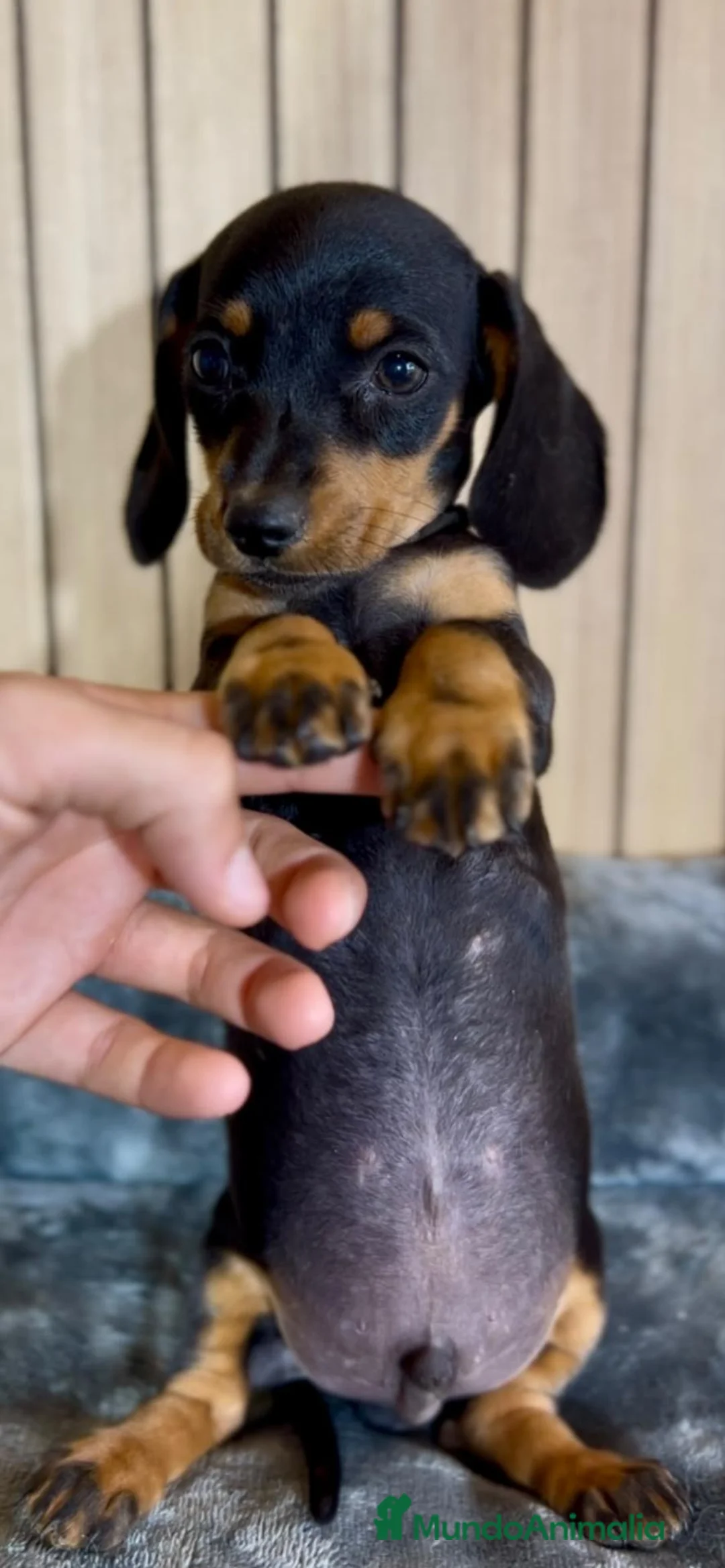 Teckel Miniatura perros en venta: Camada de teckel  - Anuncio 2