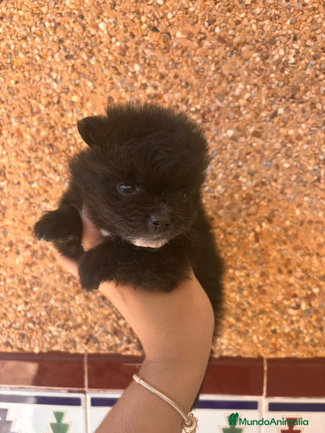 Pomerania perros en venta: Pomeranias cara muñeca - Anuncio 1