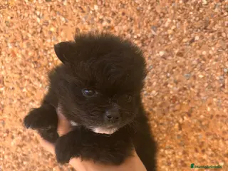 Pomerania perros Pomeranias cara muñeca - Anuncio 34
