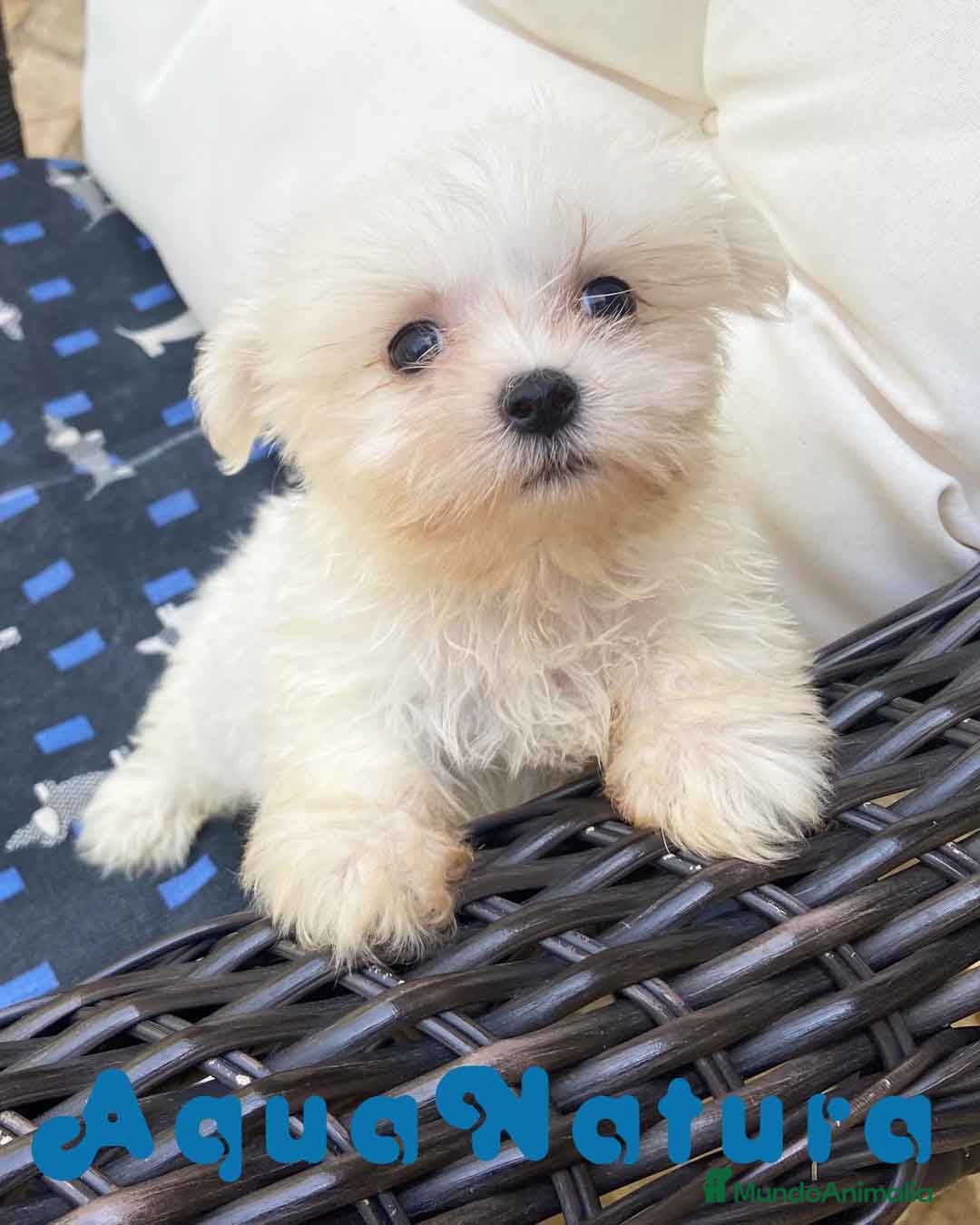 Bichón Maltés perros Bichon Maltés Macho de Kusita2 6886 - AQUANATURA en Barcelona - Anuncio 2