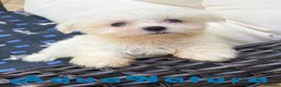 Bichón Maltés perros en venta: Bichon Maltés Macho de Kusita2 6886 - AQUANATURA en Barcelona - Anuncio 2