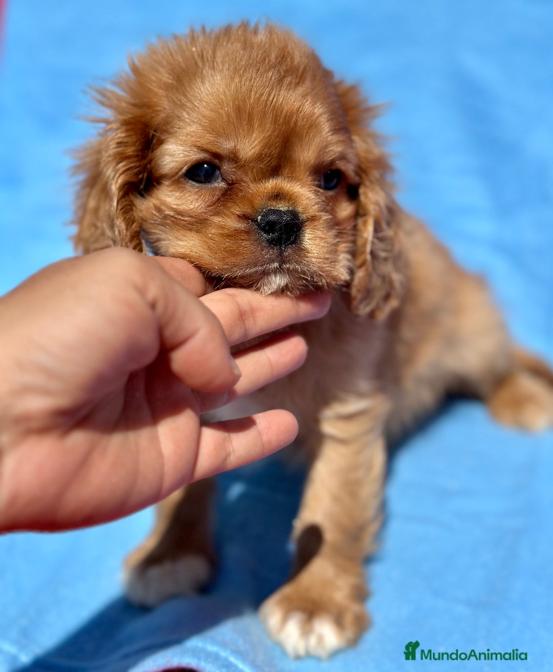 Cavalier King Charles Spaniel perros en venta: CAVALIER RUBI Y TAN DISPONIBLE - Imagen 3