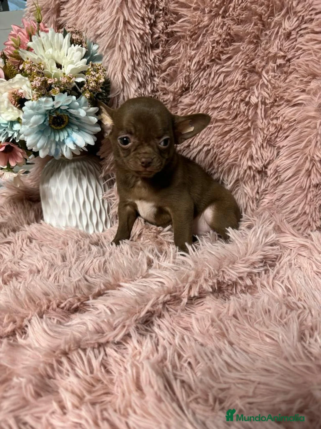 Chihuahua perros en venta: CHIHUAHUA DEL VALLE - Anuncio 2