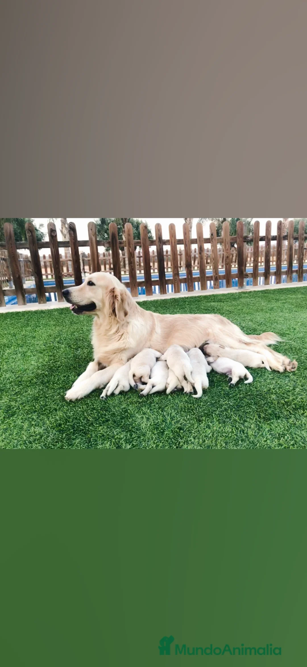 Golden Retriever perros en venta: Cachorros golden retriever con pedigree  - Anuncio 2