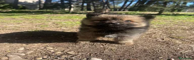 Pomerania Cachorro 2