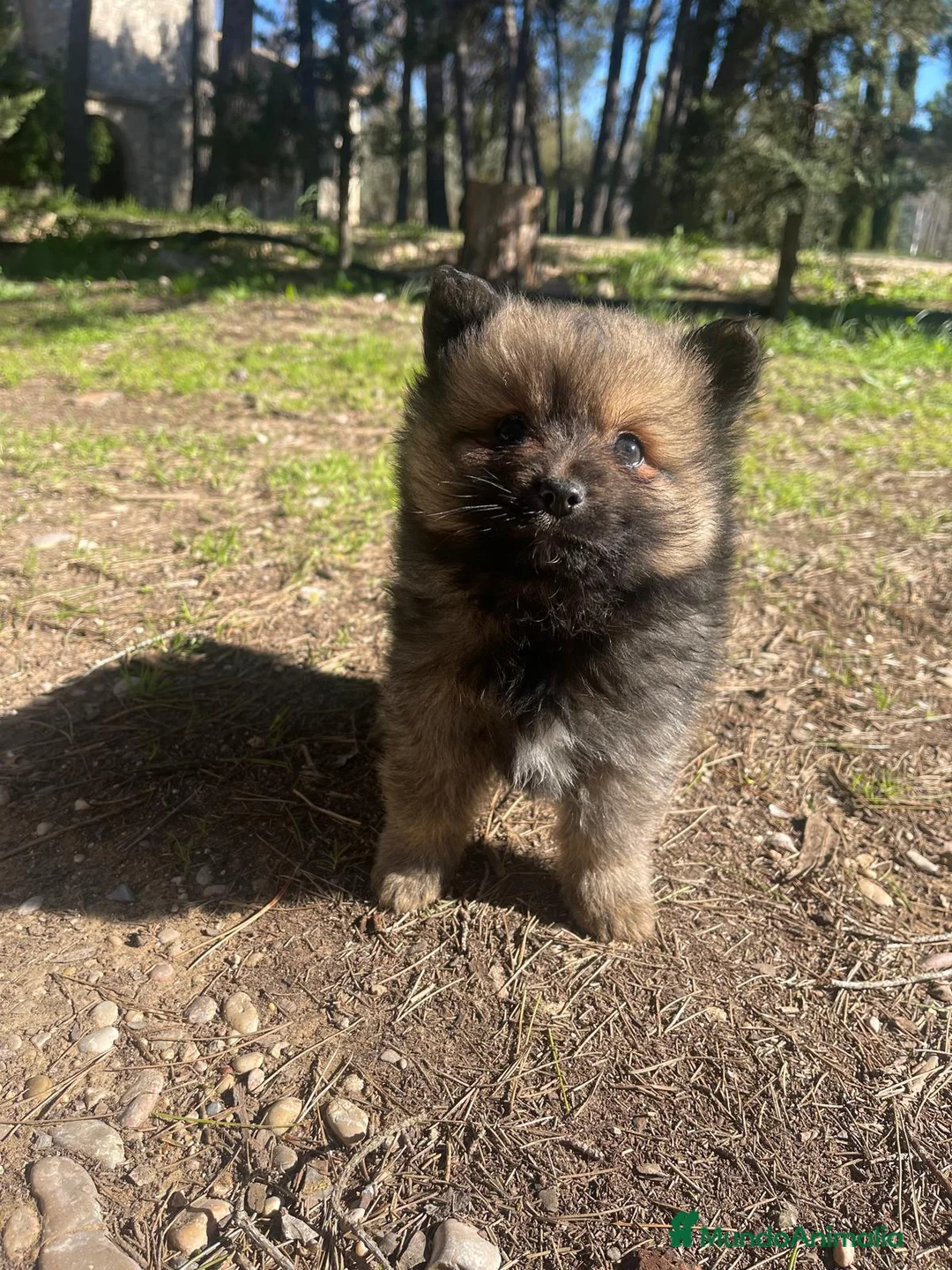 Pomerania perros en venta: Pomerania  | Carita de oso 🐶 - Anuncio 4