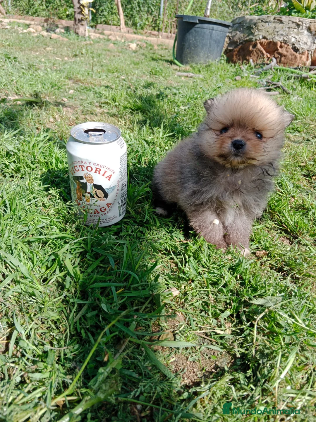 Pomerania perros en venta: Camada de Pomerania Toy  en Granada - Anuncio 3