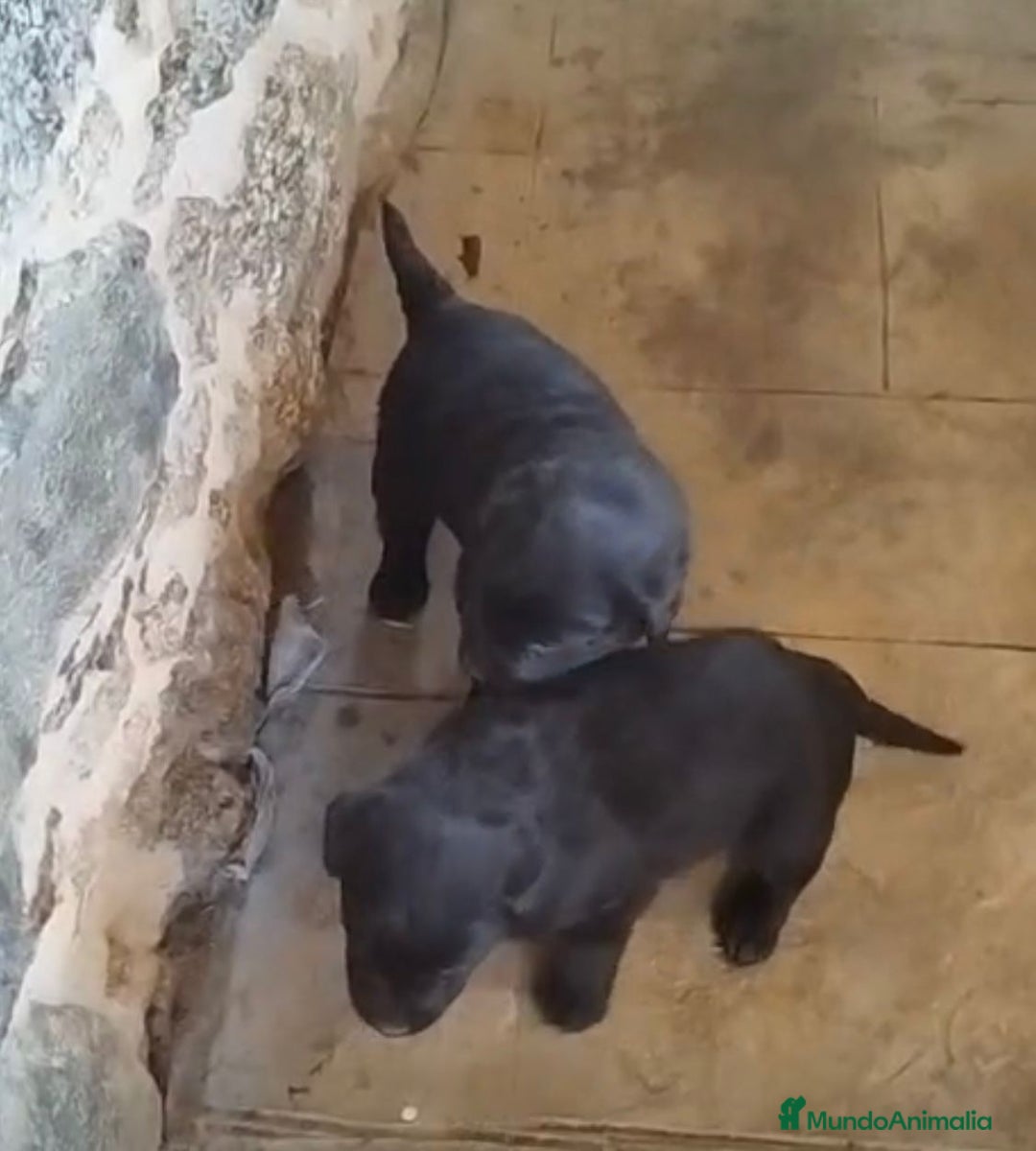 Labrador Retriever perros en venta: Labrador retriever  - Anuncio 9