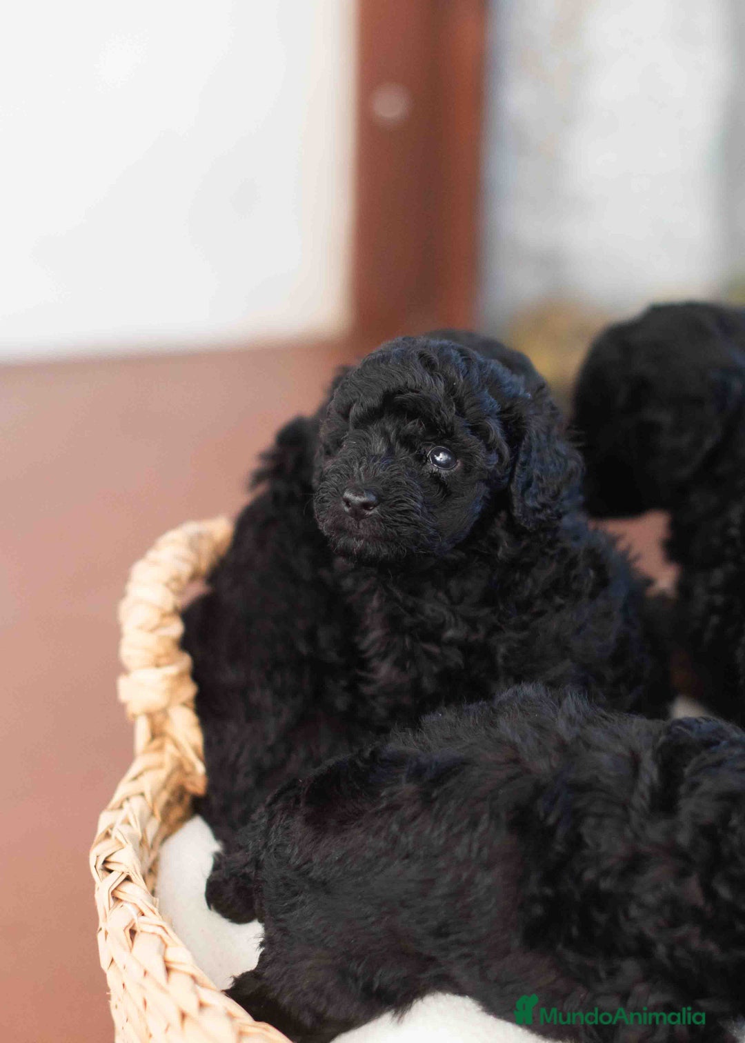Caniche Toy perros en venta: Caniche toy negros - Anuncio 4