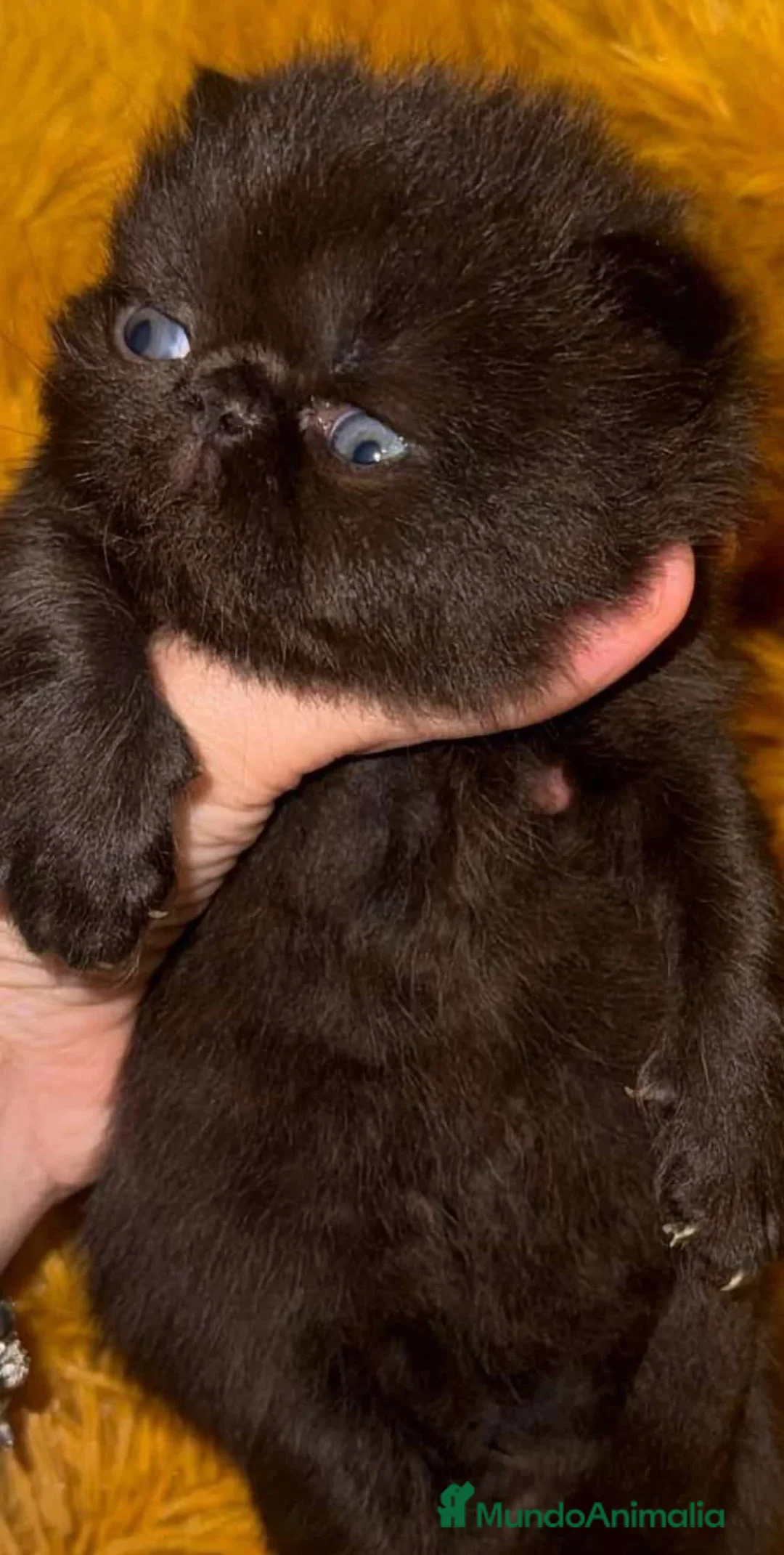 Himalayo gatos en venta: Persa himalayo exótico  - Anuncio 2