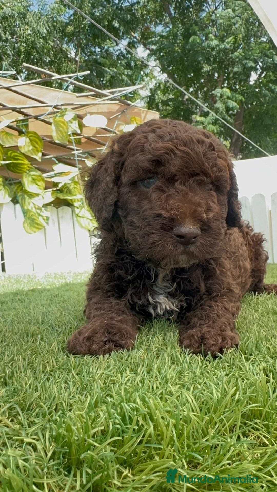 Perro de Agua Español perros en venta: PERRO DE AGUA ESPAÑOL - Imagen 25