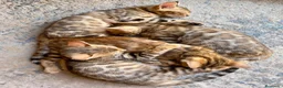 Bengalí gatos en venta: 3 Hembras 1 Macho - Gato Bengalí - Anuncio 5