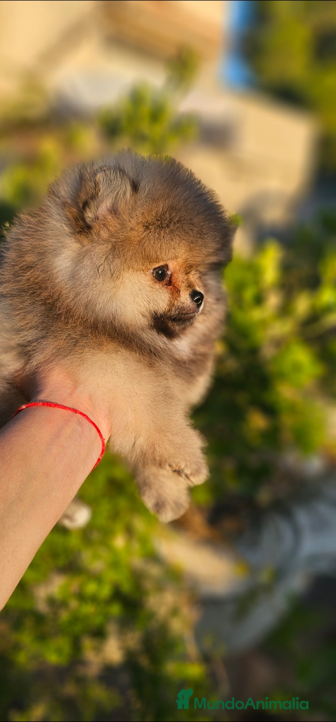 Pomerania perros en venta: Pomerania machito - Imagen 4