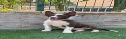 Border Collie perros en venta: Cachorro Border collie  - Anuncio 3