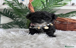 Caniche Toy perros en venta: CANICHE TOY HEMBRA - Anuncio 3