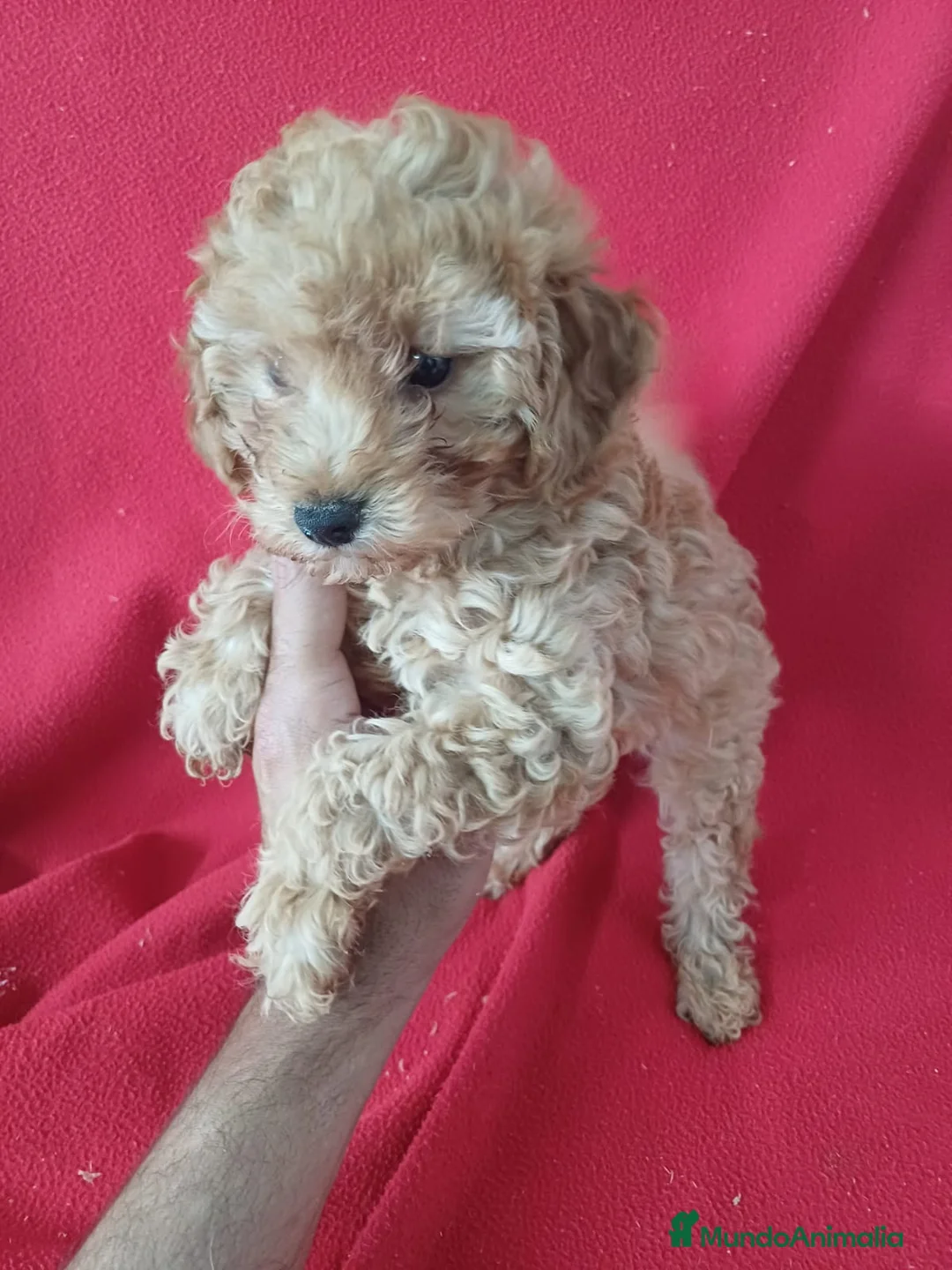 Caniche Enano perros en venta: Caniche Enano  - Anuncio 2