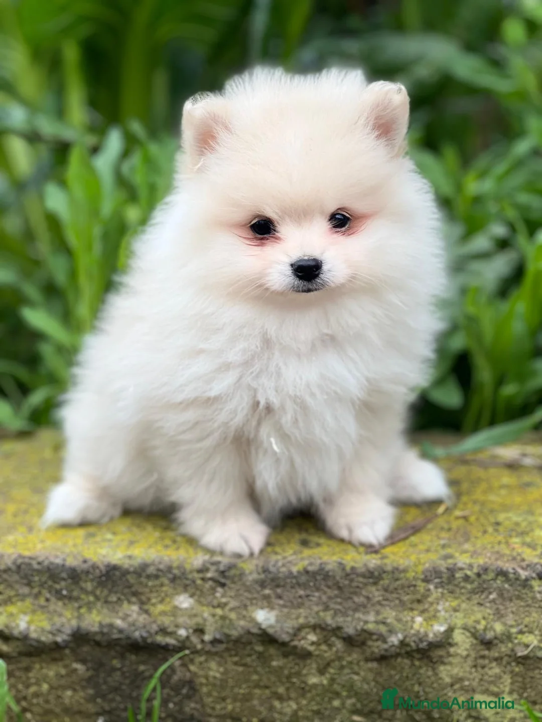 Pomerania perros en venta: Pomerania  en Barcelona - Anuncio 2