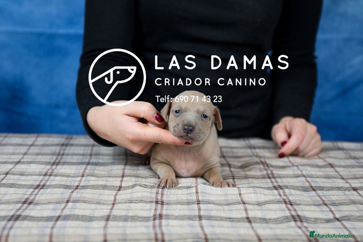 Pequeño Lebrel Italiano perros en venta: Galgo lebrel italiano - Anuncio 1