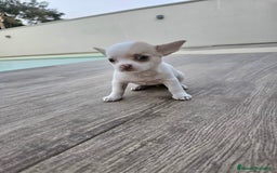 Chihuahua perros en venta: CHIHUAHUA HEMBRA - Imagen 2