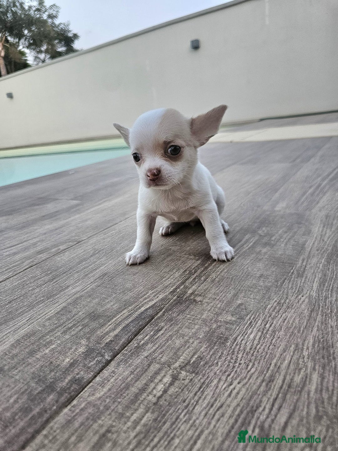 Chihuahua perros en venta: CHIHUAHUA HEMBRA - Imagen 2