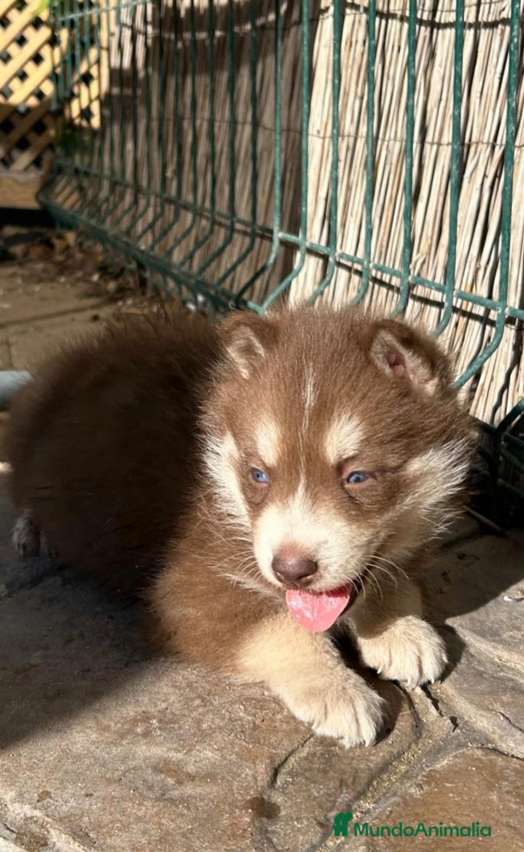 Husky Siberiano perros en venta: Husky siberiano hembra chocolate ojos azules - Anuncio 3