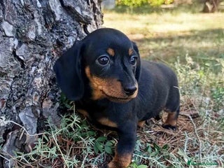 Teckel Miniatura perros - Anuncio 2